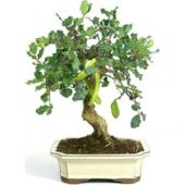 Bodur Bonsai Keçi Boynuzu Ağacı Tohumu 5 Tohum + Saksı+Toprak+Hed - 1