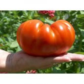 Eko Paket Nadir İthal Dev Hollanda Domates Tohumu 45 Tohum+Hediye thumbnail 1