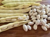 Eko Paket Beyaz Fasulye Tohumu Kuru Fasulye Tohumu 100Tohum+Hediy thumbnail 1