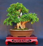 Bodur Bonsai Kızılcık Ağacı Tohumu 5 Tohum+Saksı+Toprak+Hediye To - 1