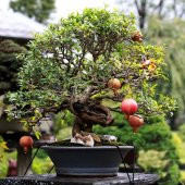 Bodur Bonsai Nar Ağacı Tohumu 5 Tohum +Saksı+Toprak+Hediye Tohum - 1