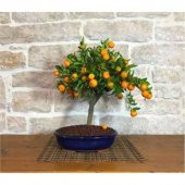 Bodur Bonsai Kayısı Ağacı Tohumu 2 tohum +Hediye Tohum - 2