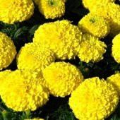 Bey Beni Beğendi Çiçeği Tohumu Çiçek Tohumu 5 Tohum+Saksı+Toprak+ - 2