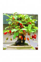 Bodur Bonsai Kızılcık Ağacı Tohumu 5 Tohum+Saksı+Toprak+Hediye To - 2
