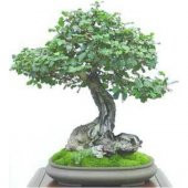 Bodur Bonsai Keçi Boynuzu Ağacı Tohumu 5 Tohum + Saksı+Toprak+Hed - 2