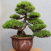 Bonsai Fıstık Çamı Ağacı Fıstık Çamı Tohum 5 Tohum +Saksı+Toprak+ - 2