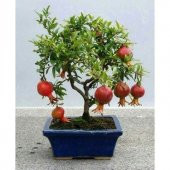 Bodur Bonsai Nar Ağacı Tohumu 5 Tohum +Saksı+Toprak+Hediye Tohum - 2