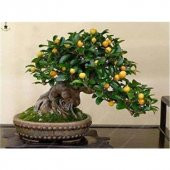 Bodur Bonsai Kayısı Ağacı Tohumu 2 tohum +Hediye Tohum - 3
