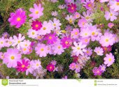 Kosmos Çiçeği tohumu Cosmos Çiçek Tohumu 5 TohumSaksıToprakHed - 3