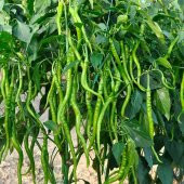 Süper Paket Sivri Acı Kıl Biber Tohumu 400 Tohum+ Hediye Tohum thumbnail 3