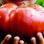 Eko Paket Nadir İthal Dev Hollanda Domates Tohumu 45 Tohum+Hediye thumbnail 3