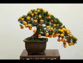 Bodur Bonsai Mandalina Ağacı Tohumu 5 Tohum+Toprak+Saksı+Hediye T - 2