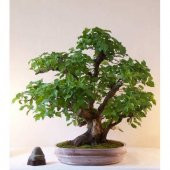 Bodur Bonsai Kızılcık Ağacı Tohumu 5 Tohum+Saksı+Toprak+Hediye To - 3