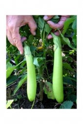Eko Paket Uzun Yeşil Patlıcan Tohumu Tohumu 25 Tohum+Hediye Tohum thumbnail 3