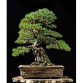 Bonsai Fıstık Çamı Ağacı Fıstık Çamı Tohum 5 Tohum +Saksı+Toprak+ - 3