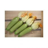 Eko Paket Tam 6 Farklı Çeşit Kabak Tohumu +Süpriz Hediye Tohum thumbnail 4