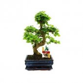 Bodur Beyaz Dut Bonsai Ağacı Tohumu 5 Adet Tohum +Hediye Tohumu - 3