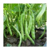 Eko Paket Kılçıksız Yediveren Fasulye Tohumu 100 Tohum+Hediye Toh thumbnail 2