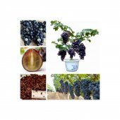 Bodur Bonsai Siyah Üzüm Ağacı Tohumu 5 Tohum +Hediye Tohum - 3