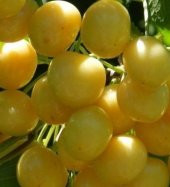 Sarı Kiraz Ağacı Tohumu Beyaz Kiraz Ağacı Tohumu 5 Tohum+Hediye - 4