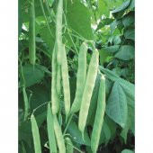 Eko Paket Kılçıksız Yediveren Fasulye Tohumu 100 Tohum+Hediye Toh thumbnail 3