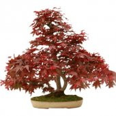 Bodur Bonsai Flamingo Ağacı Tohumu 5 Tohum ToprakSaksıHediye T - 2
