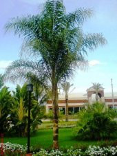 Cocos Palmiye AğacıTohumu Hindistan Cevizi 3 Tohum+Toprak+Saksı+ - 2