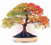Bodur Bonsai Çınar Ağacı Tohumu Bonsai Tohumu 5 Toh0um+Hediye Toh - 2