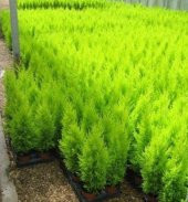 Limon Servi Ağacı Tohumu Servi Limon Ağacı T10 Tohum+Hediye Tohum thumbnail 2