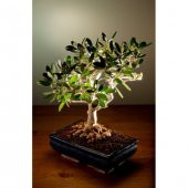 Bodur Bonsai Zeytin Ağacı Tohumu 3 Tohum + Toprak + Saksı+Hediye - 1