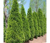 Çit Mazı Tohumu Çit Mazısı Tohumu 25 Tohum + Hediye Tohum thumbnail 1