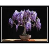 Bodur Bonsai Jakaranda Ağacı Tohumu 5 Tohum+ Hediye Tohum - 2