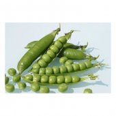 Bezelye Tohumu Geleneksel Bezelye Tohumu 20 Tohum+Hediye Toh thumbnail 2