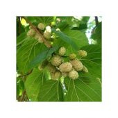 Beyaz Dut Tohumu Beyazdut Tohumu Ak Dut Tohumu 5 Tohumu+Hediye To thumbnail 2