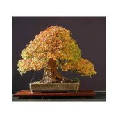 Bodur Bonsai Çınar Ağacı Tohumu Bonsai Tohumu 5 Toh0um+Hediye Toh - 3