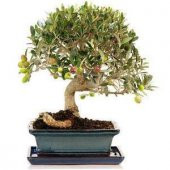Bodur Bonsai Zeytin Ağacı Tohumu 3 Tohum + Toprak + Saksı+Hediye - 2