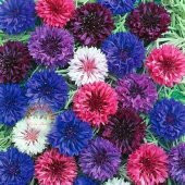 Kontur Çiçeği Tohumu Çiçek Tohumu 10 Tohum + Süpriz Hediye Tohum - 1