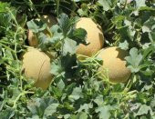 İri Bal Ananas Kavunu Tohumu Kavun Tohumu 15 Tohum+Hediye Tohum thumbnail 4