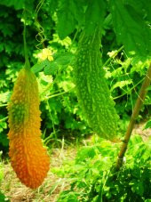 Eko Paket Kudret Narı Tohumu Cennet Meyvesi 15 Tohum +Hediye Tohu thumbnail 3