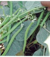 Eymen Oturak Erkenci Fasulye Tohumu 15 Tohum + Süpriz Hediye Tohu thumbnail 3