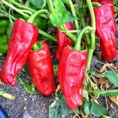 Süper Paket Çok Acı Urfa İsot Biberi Tohumu 150 Tohum+Hediye Tohu - 3