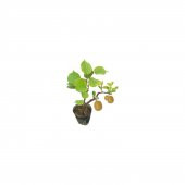 Bodur Kivi Bonsai Ağacı Tohumu 5 Tohum + Saksı + Toprak+Hediye To - 2