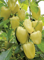 Süper paket Beyaz Tatlı Dolmalık Biber Tohumu 150 Tohum+Hediye To thumbnail 2