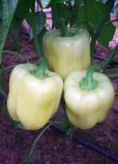 Süper paket Beyaz Tatlı Dolmalık Biber Tohumu 150 Tohum+Hediye To thumbnail 3