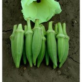 Eko Paket Sultani Bamya Tohumu 100 Tohum + Süpriz Hediye Tohum thumbnail 2