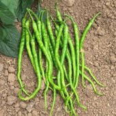 Eko Paket Tatlı Sivri Kıl Biberi Tohumu 120 Tohum + Hediye Tohum thumbnail 2