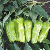 Eko Paket Mazamart Biber Tohumu Üç Burun Biber 120 Tohum+Hediye T thumbnail 3