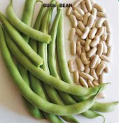 Süper Paket Eymen Oturak Erkenci Fasulye Tohumu 150 Tohum+Hediye thumbnail 2