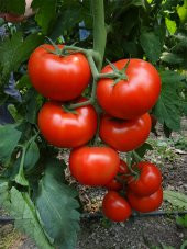 Erkenci İri Marmande Domates Tohumu Domates 15 Tohum+Hediye Tohum thumbnail 1