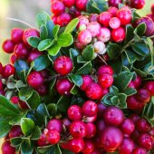 Cranberry Tohumu Yaban Mersini Turna Yemişi Tohumu 5 Tohum+Hediye - 3